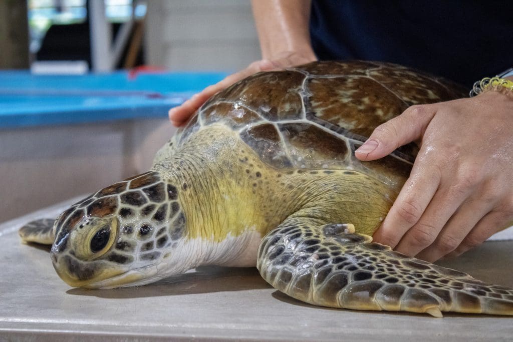 A green sea turtle being held by a Sea Turtle Healing Center staff member.
