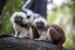 A cotton-top tamarin baby clings to the back of a family member with another nearby.