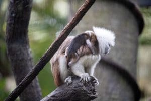 A cotton-top tamarin baby clings to the back of a family member.