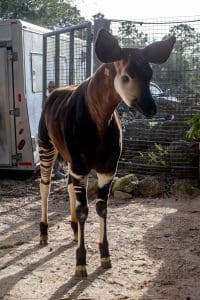A male okapi
