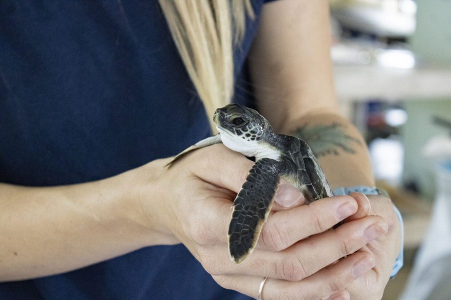 A woman holding a small juvenile green sea turtle. 