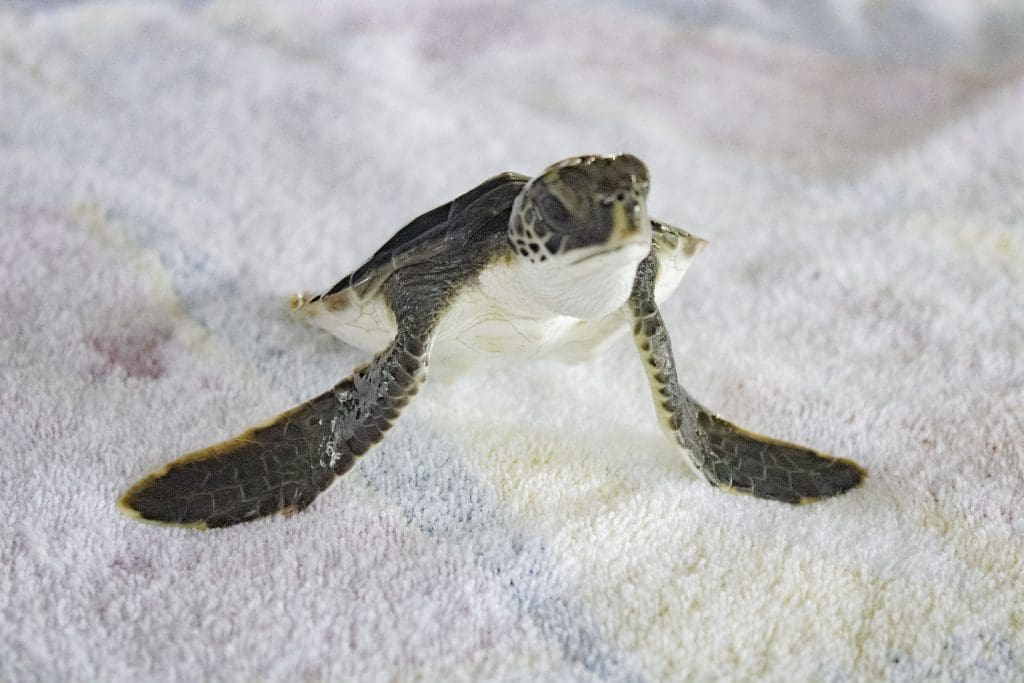 A juvenile sea turtle posing on a white towel.