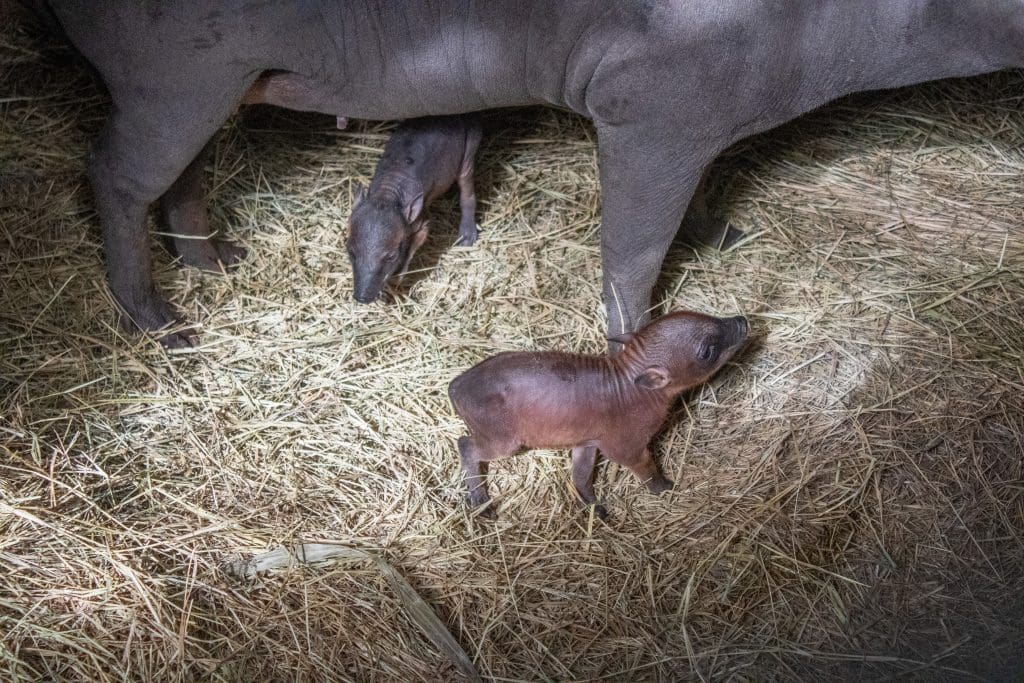 A North Sulawesi babirusa and her two piglets.