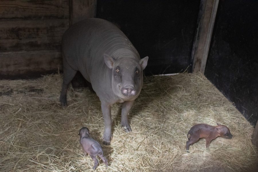 A North Sulawesi babirusa and her two piglets.
