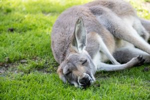 A red kangaroo lying down