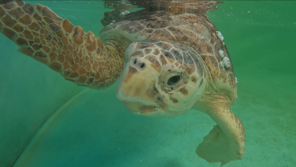 A loggerhead sea turtle swimming in a tank.