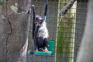 A black-handed spider monkey on a perch