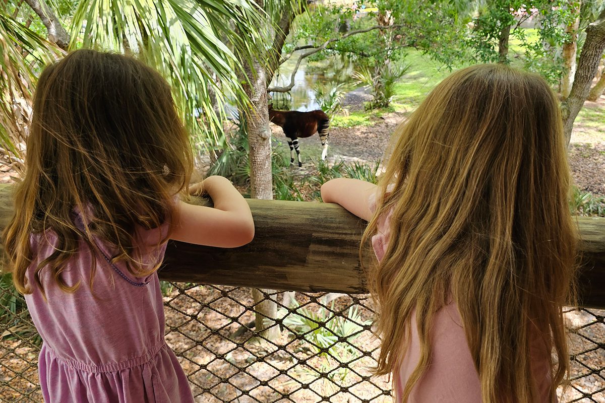 two young girls looking at an okapi at Brevard Zoo