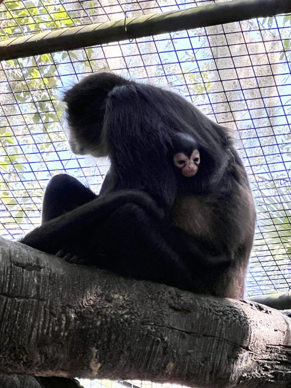 A mother spider monkey holding their offspring.