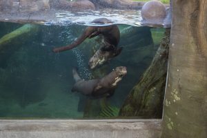 Two giant otters swimming together