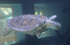 McNubbins the sea turtle swimming