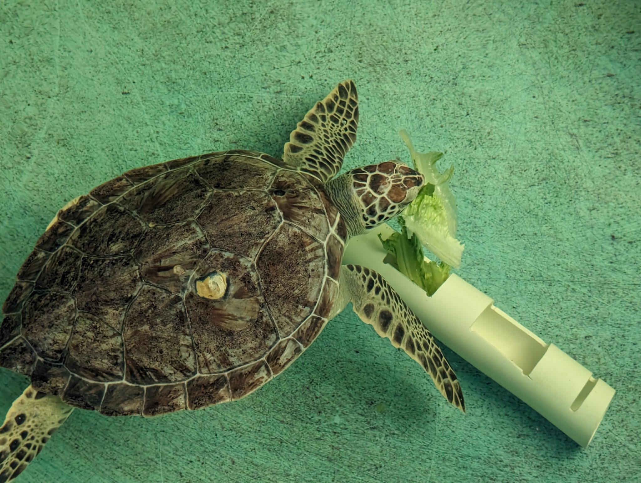 Releasing Sea Turtle Van Gogh - Brevard Zoo