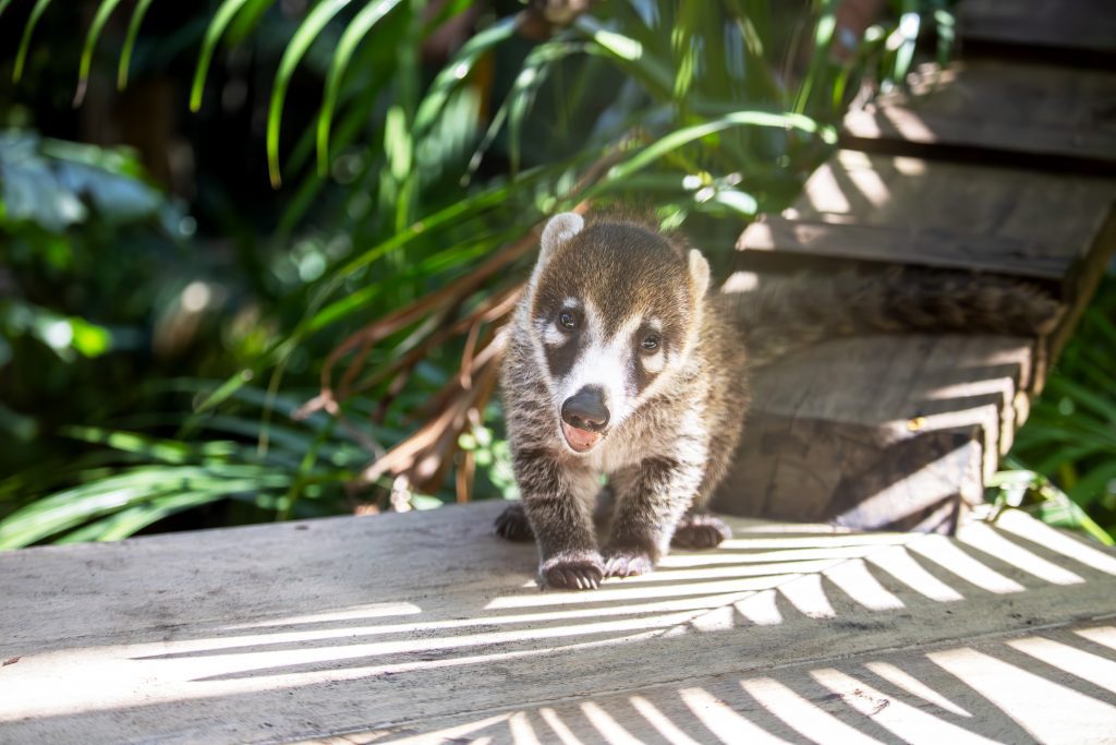 White-nosed coati baby