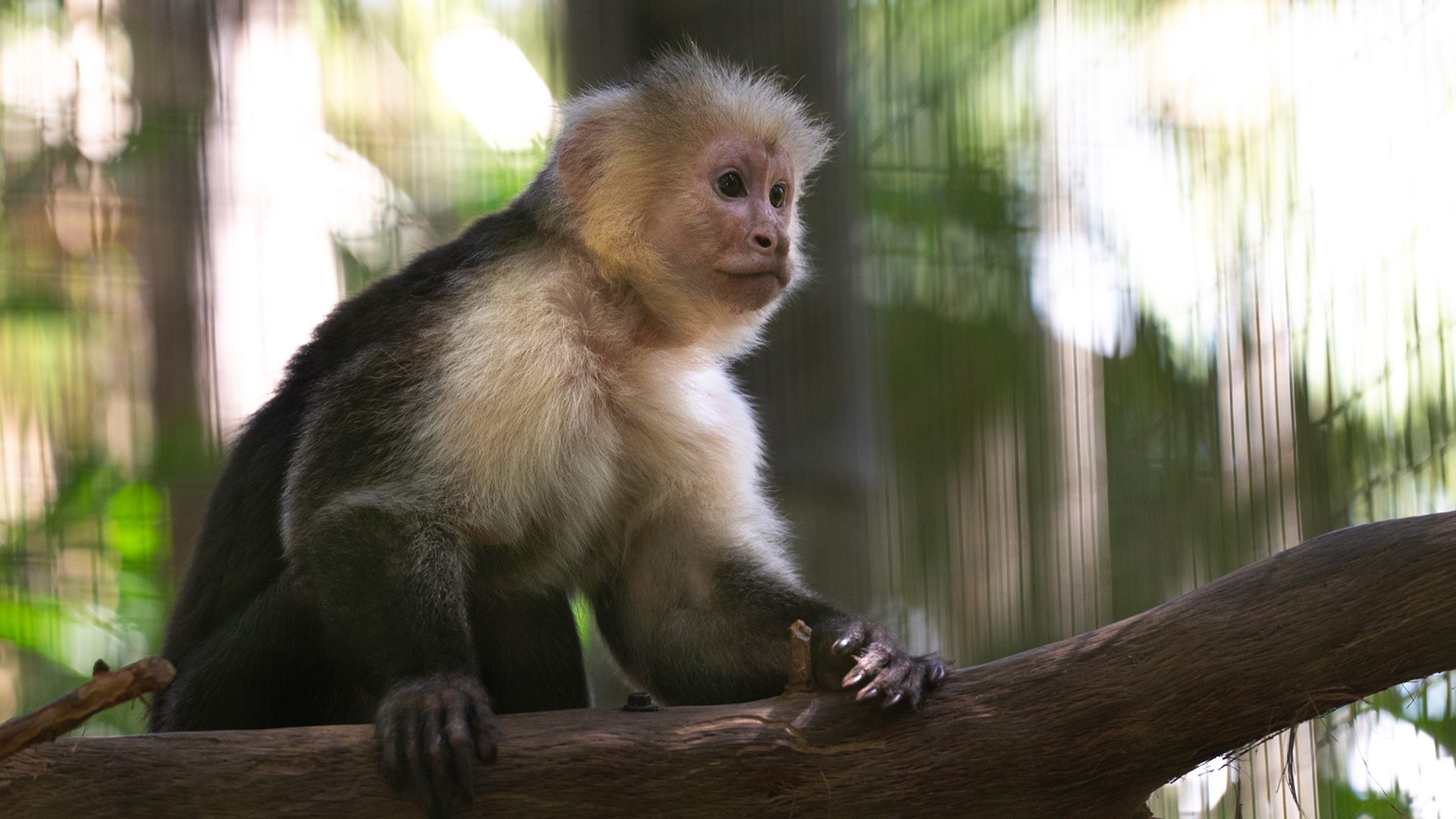 capuchin on a branch