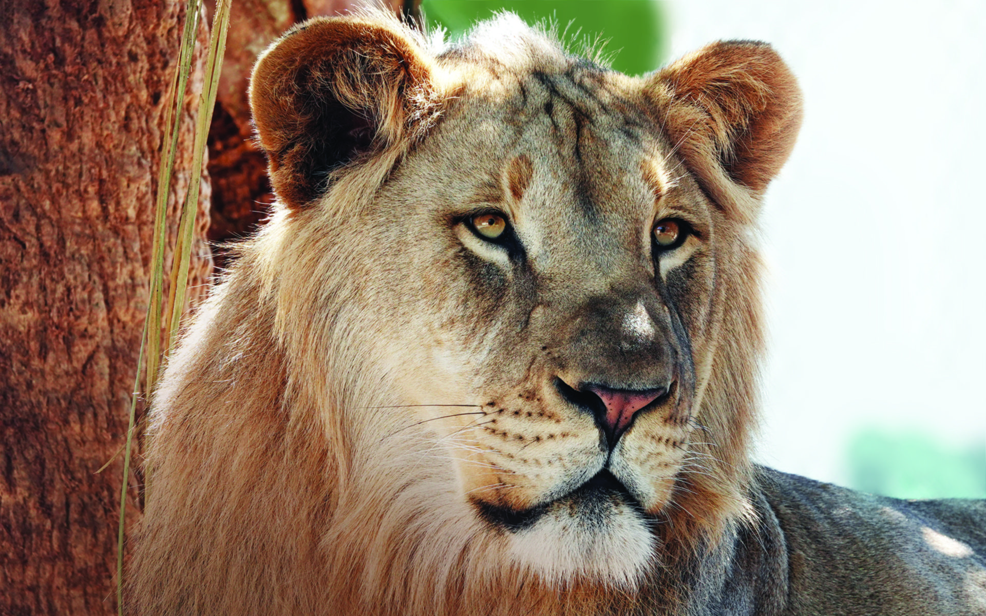 close up of lion face