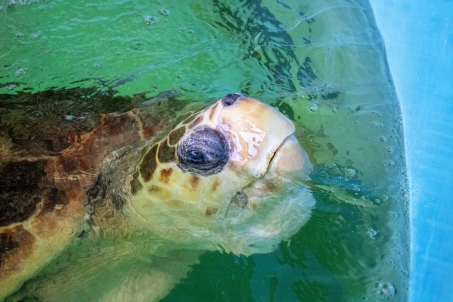 Bubba the loggerhead sea turtle in his tank.