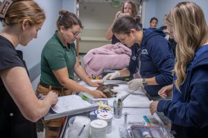 A veterinary team working on a white-nosed coati