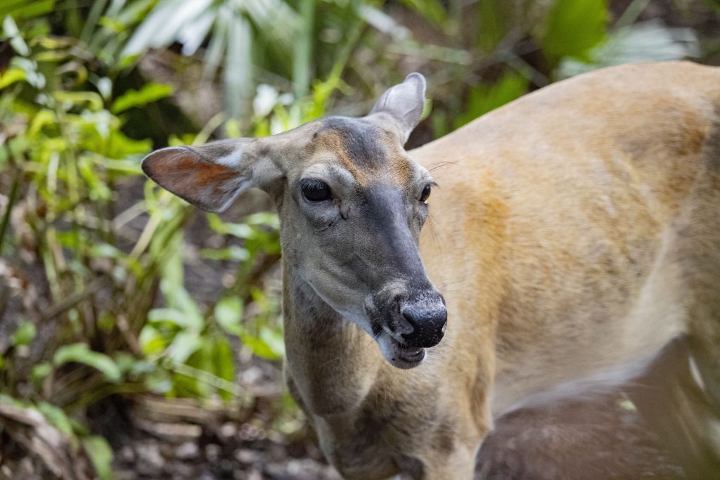 Papaya deer headshot