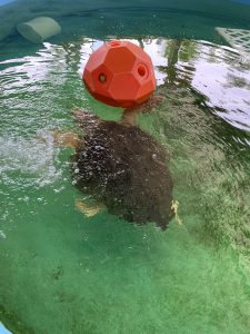 A loggerhead plays with a hay ball.