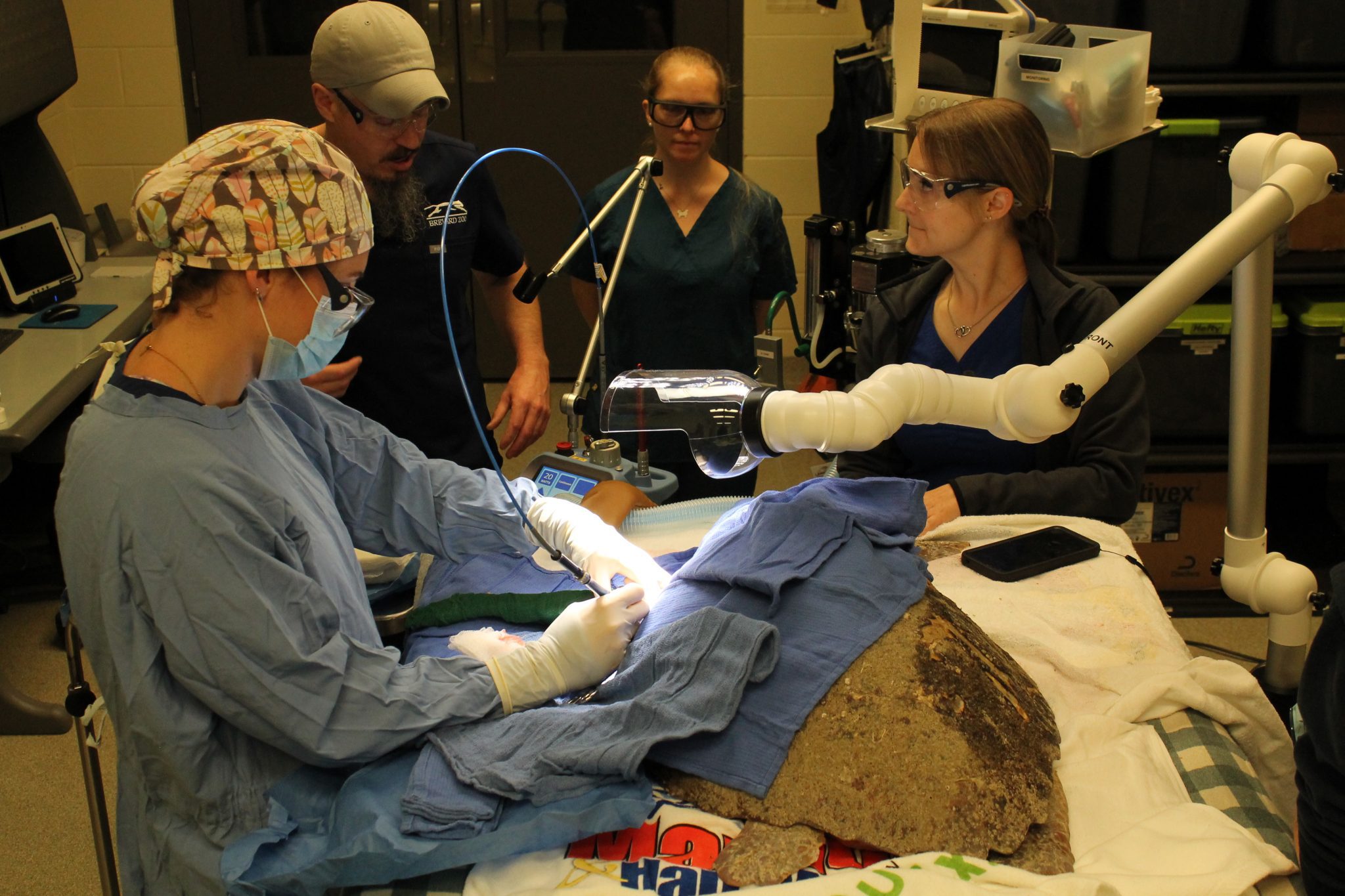 Helping Biscuit the Loggerhead Sea Turtle with a New Device - Brevard Zoo