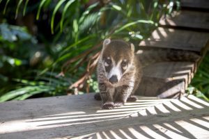 A white-nosed coati