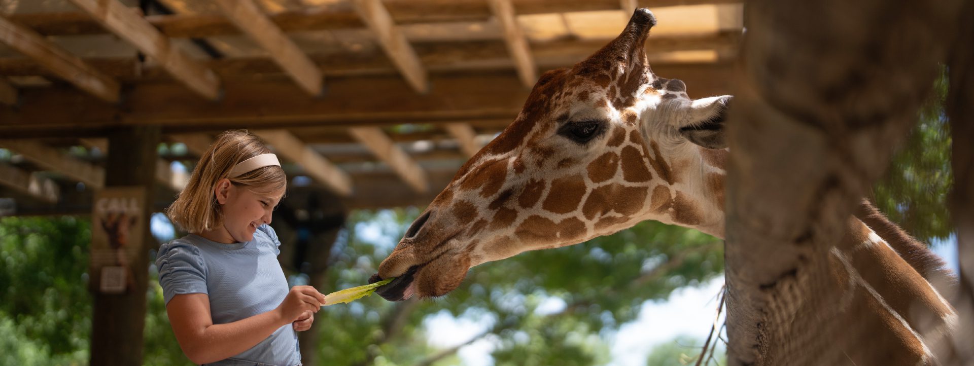 young girl feeding a giraffe