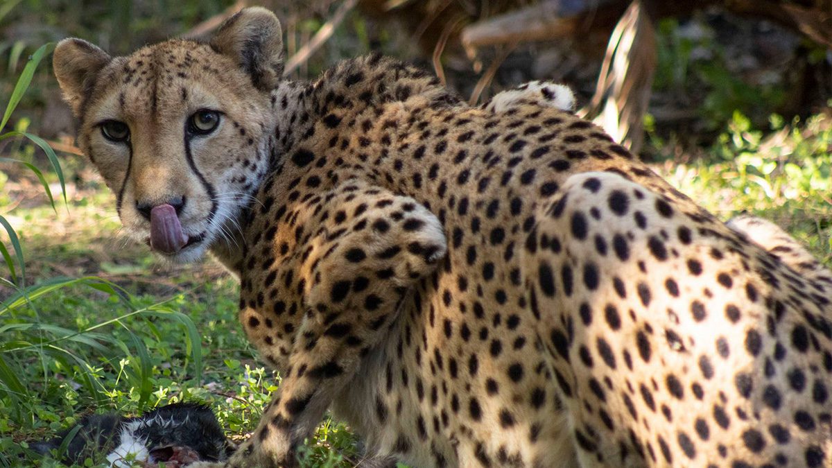 a cheetah looking back over its shoulder at you, licking it's lips as if you're going to be dinner.