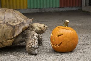 An African Spurred Tortoise looks at a jack-o-lantern