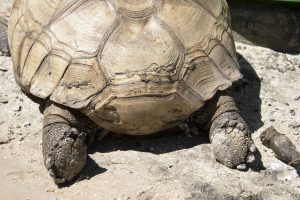 African Spurred Tortoise back end and feet