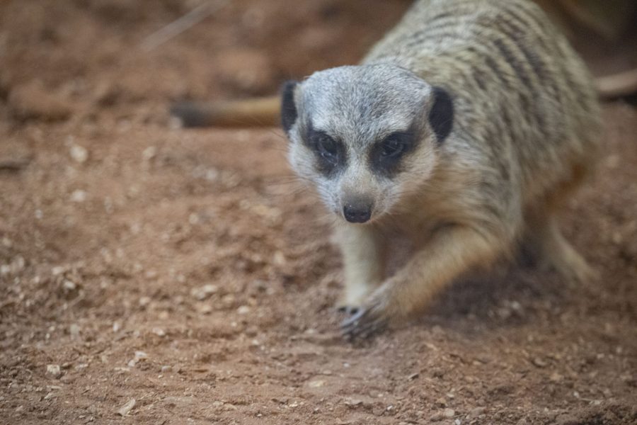 Jordy the Meerkat crawling