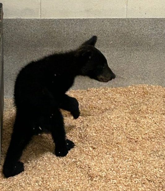 Harry the Black Bear Cub Arrival