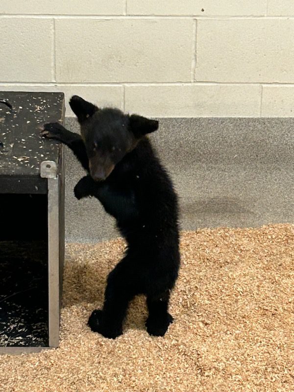 Harry Black Bear Cub