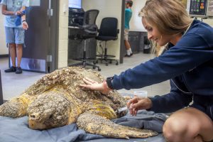 A loggerhead sea turtle