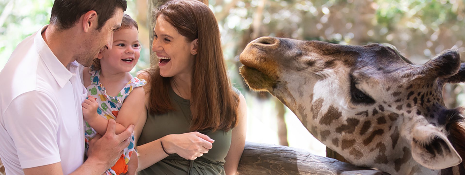 husband and wife holding little girl with smiles on their faces and a curious giraffe checking them out