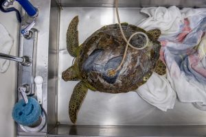 An aerial view of a sea turtle receiving negative-pressure wound therapy treatment