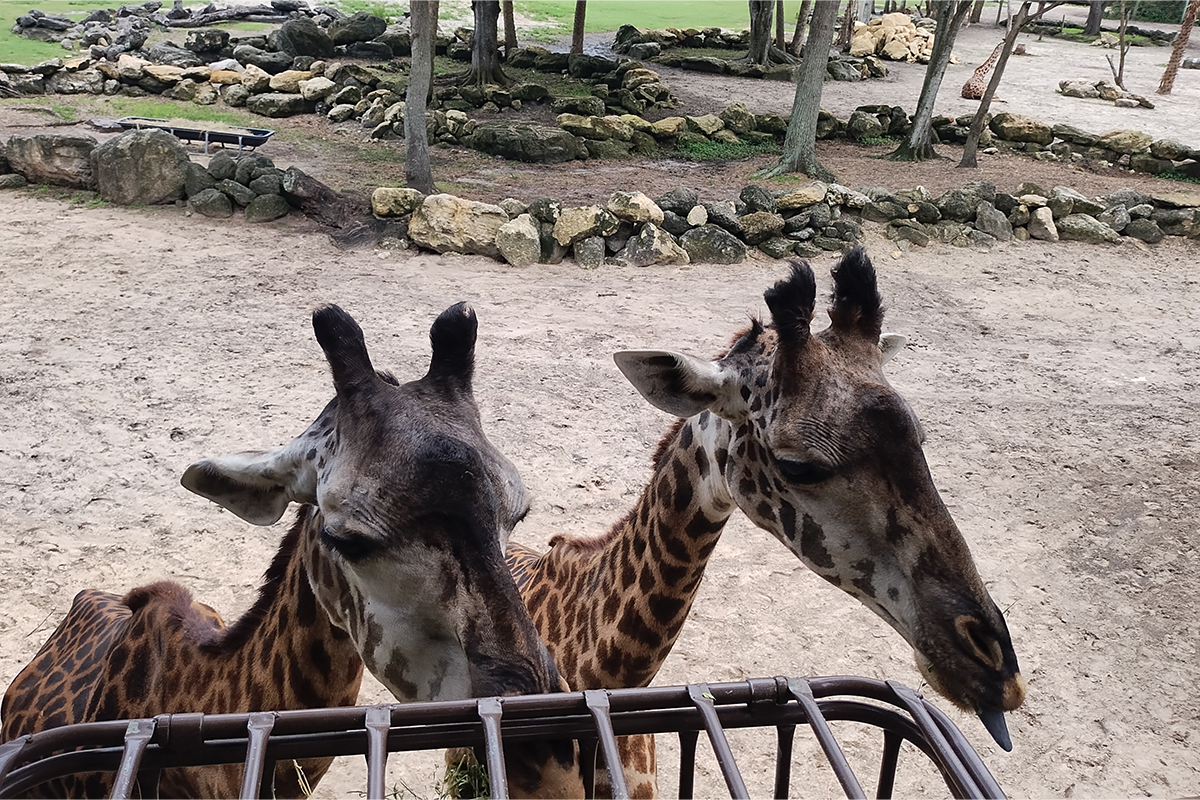 giraffe at brevard zoo