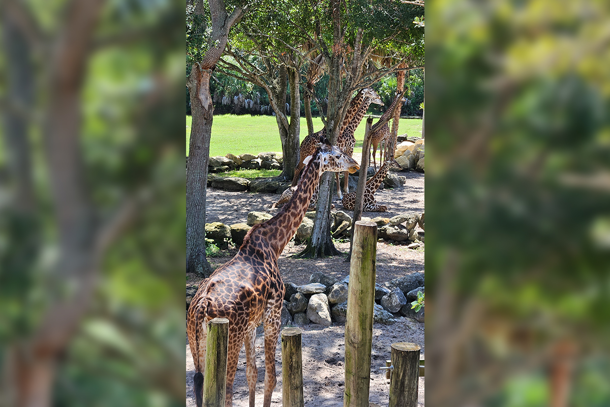 giraffe family in the yard at brevard zoo