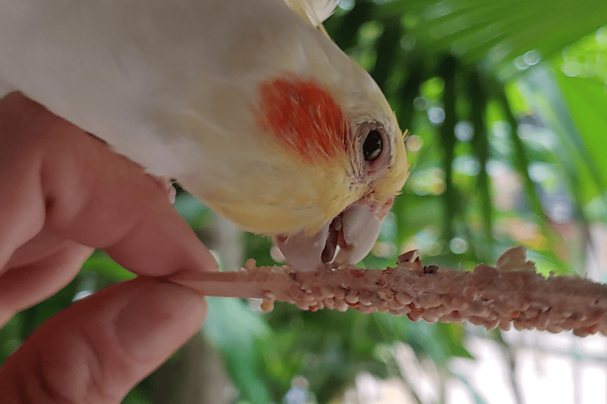 feeding a cockatiel with seed stick