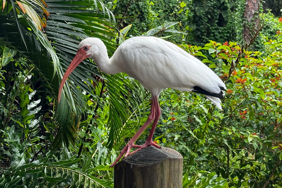 white ibis on a post