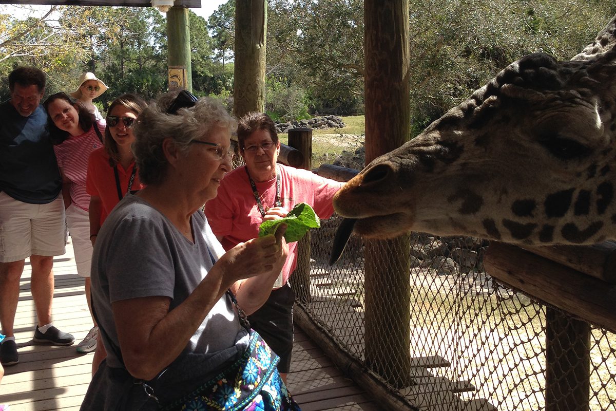 woman feeding giraffe at brevard zoo