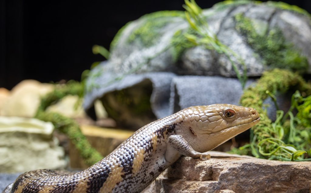 A blue-tongued skink turns to the side