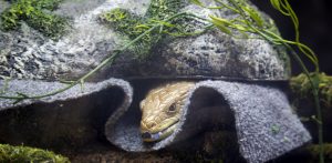 A blue-tongued skink flashes its blue tongue