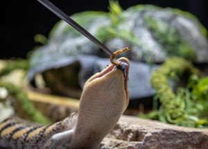 A blue-tongued skink reaches up to eat a part of his food