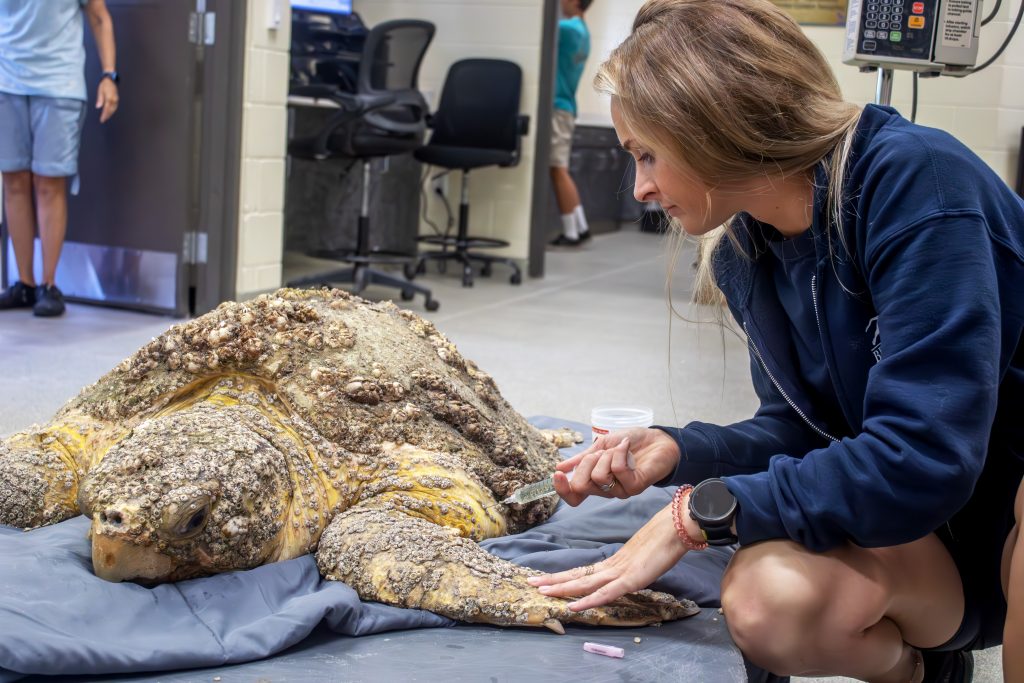 PUBLIC RELEASE CANCELED: Harbor the Loggerhead Sea Turtle - Brevard Zoo