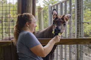 A woman feeds George the okapi lettuce