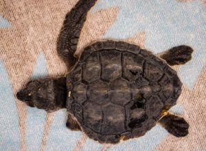 aerial view of a sea turtle