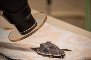 A dental x-ray used on a small Kemp’s Ridley’s head. 