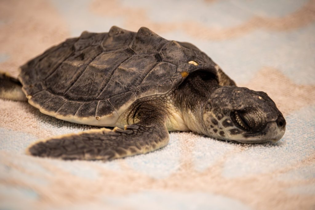 small Kemp's ridley sea turtle