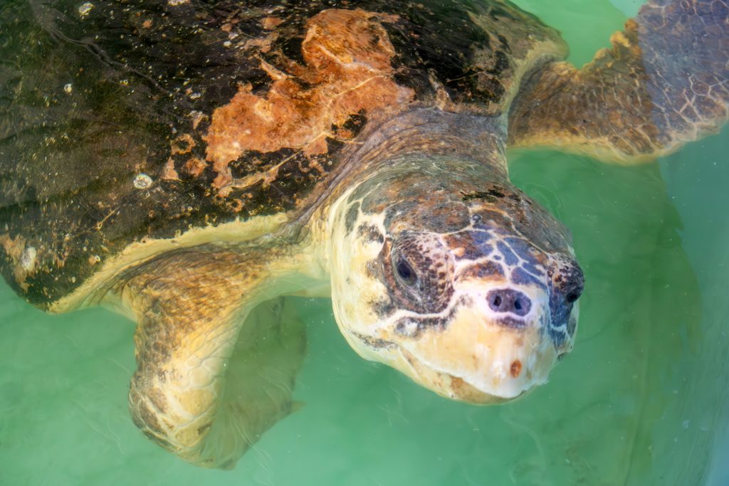 Harbor the loggerhead sea turtle