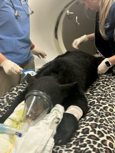 Veterinary staff performs a full CT scan on a bear cub.